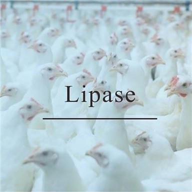 Lipas